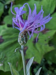 Centaurea fuscomarginata