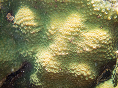 Cyphastrea microphthalma