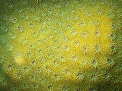 Cyphastrea microphthalma