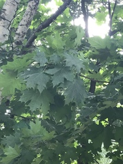 Acer platanoides