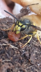 Vespula germanica