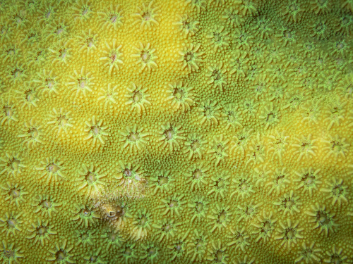 Cyphastrea microphthalma observed 2020-08-19