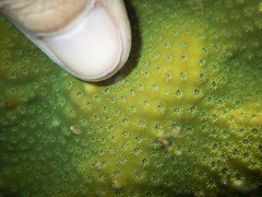 Cyphastrea microphthalma