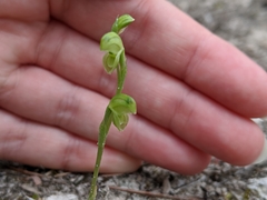 Pterostylis mutica
