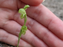 Pterostylis mutica