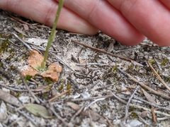 Pterostylis mutica