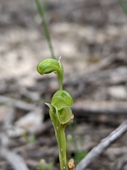 Pterostylis mutica