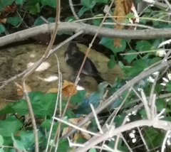 Turdus merula