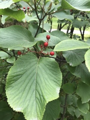 Viburnum furcatum