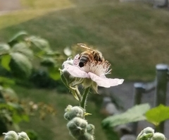Apis mellifera