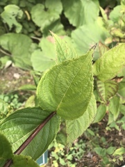 Weigela middendorffiana