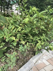 Weigela middendorffiana