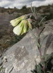 Onosma echioides angustifolia