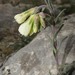 Onosma echioides angustifolia - Photo (c) Luca Boscain, algunos derechos reservados (CC BY-NC), subido por Luca Boscain