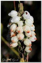 Erica grisbrookii