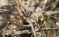 Empidonax wrightii