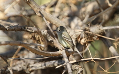 Empidonax wrightii