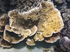 Echinopora pacificus