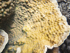 Echinopora pacificus