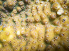 Echinopora pacificus