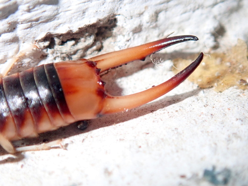 Shore Earwig