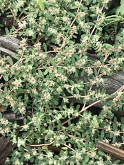 Euphorbia maculata
