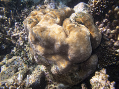 Goniastrea stelligera