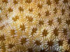 Goniastrea stelligera