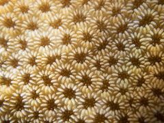 Goniastrea stelligera