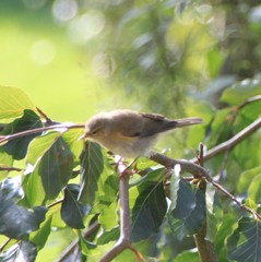 Phylloscopus collybita collybita