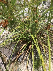 Cyperus ligularis