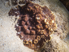 Echinophyllia aspera