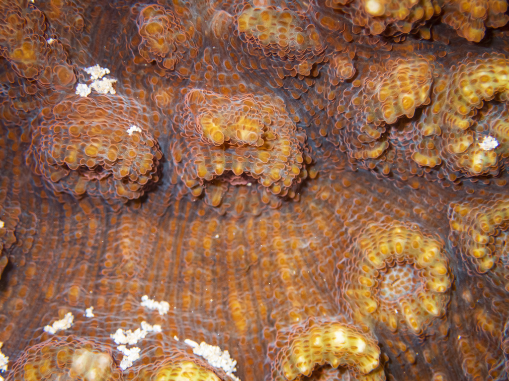Echinophyllia