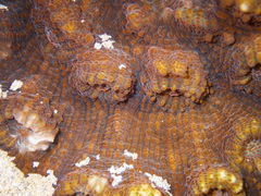 Echinophyllia aspera