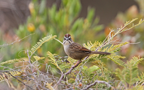 Oaxaca Sparrow (Aimophila notosticta), photo 10