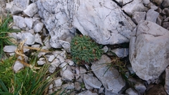 Androsace hausmannii