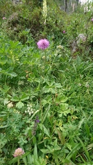 Knautia longifolia