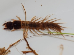 Archichauliodes guttiferus