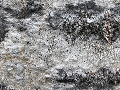 Arthonia patellulata