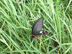 Byasa polyeuctes termessus