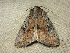 Setagrotis pallidicollis