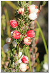 Erica grisbrookii