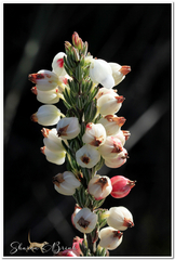 Erica grisbrookii