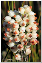 Erica grisbrookii