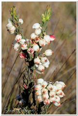 Erica grisbrookii