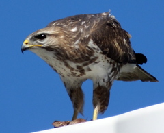 Buteo trizonatus