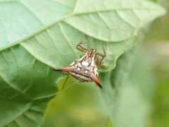 Micrathena peregrinatorum