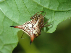 Micrathena peregrinatorum