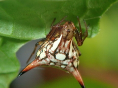Micrathena peregrinatorum