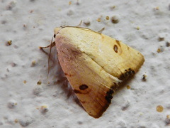 Xanthodes albago